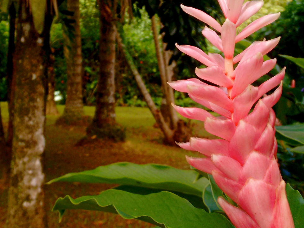 DIVERSAS PLANTAS E FLORES