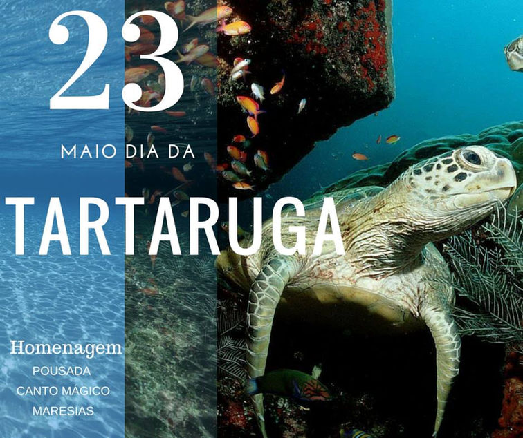Homenagem as Tartarugas Desse Planeta!
Elas apareceram milhões de anos antes dos primeiros seres hum