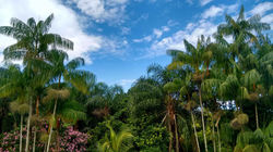 Pousada_CAnto_Mágico_Praia_Maresias_Litoral_Norte_São_Sebastião_natureza_arvores