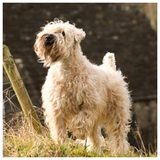 Irish Soft Coated Wheaten Terriers Ardnarhu Kennels Northern Ireland
