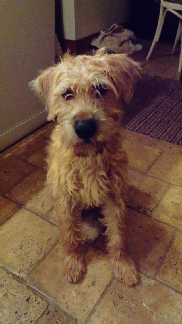 Irish Soft Coated Wheaten Terriers Ardnarhu Kennels Northern Ireland