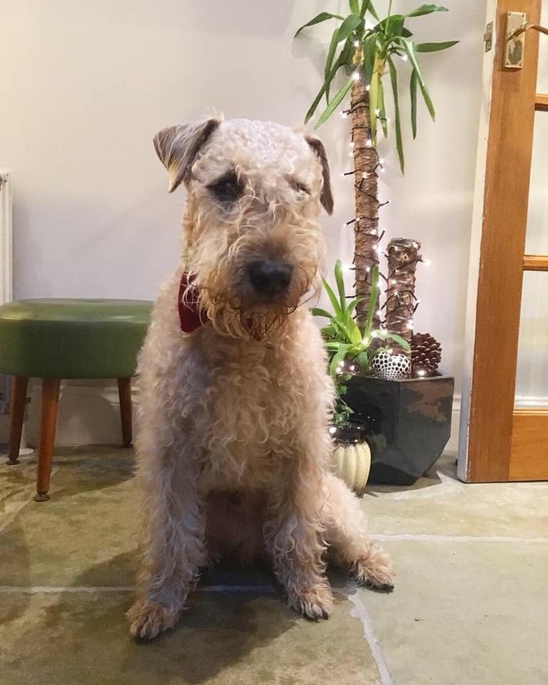 Irish Soft Coated Wheaten Terriers Ardnarhu Kennels Northern Ireland