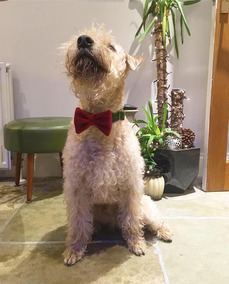 Irish Soft Coated Wheaten Terriers Ardnarhu Kennels Northern Ireland