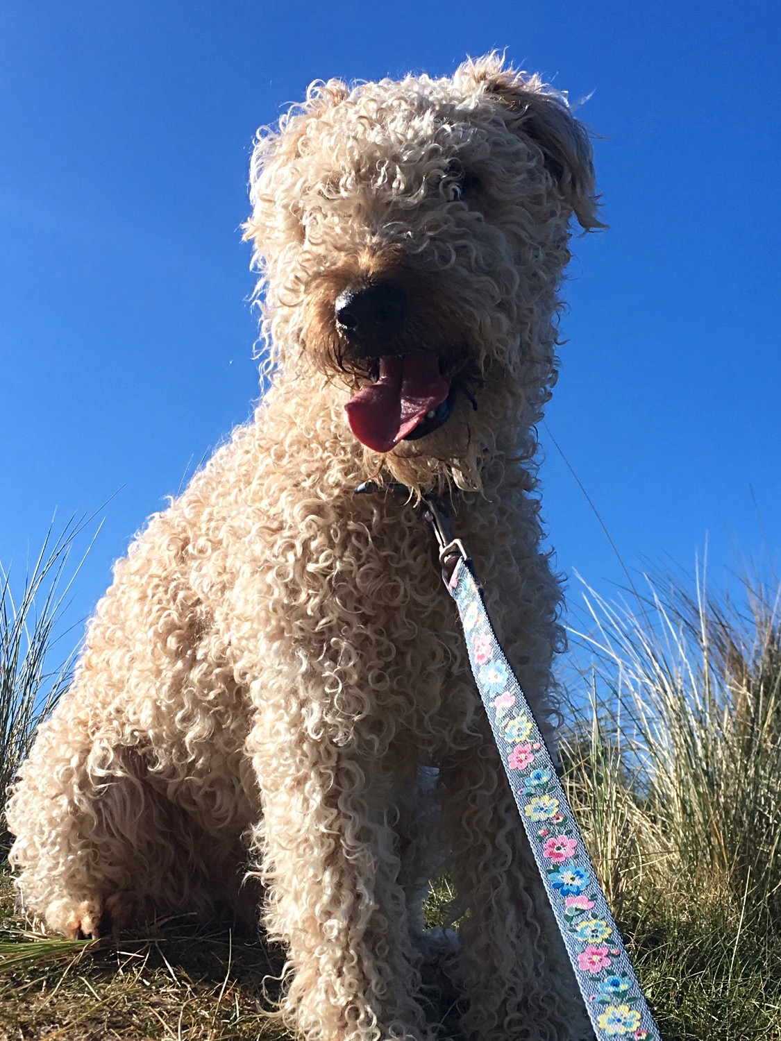 Irish Soft Coated Wheaten Terriers Ardnarhu Kennels Northern Ireland