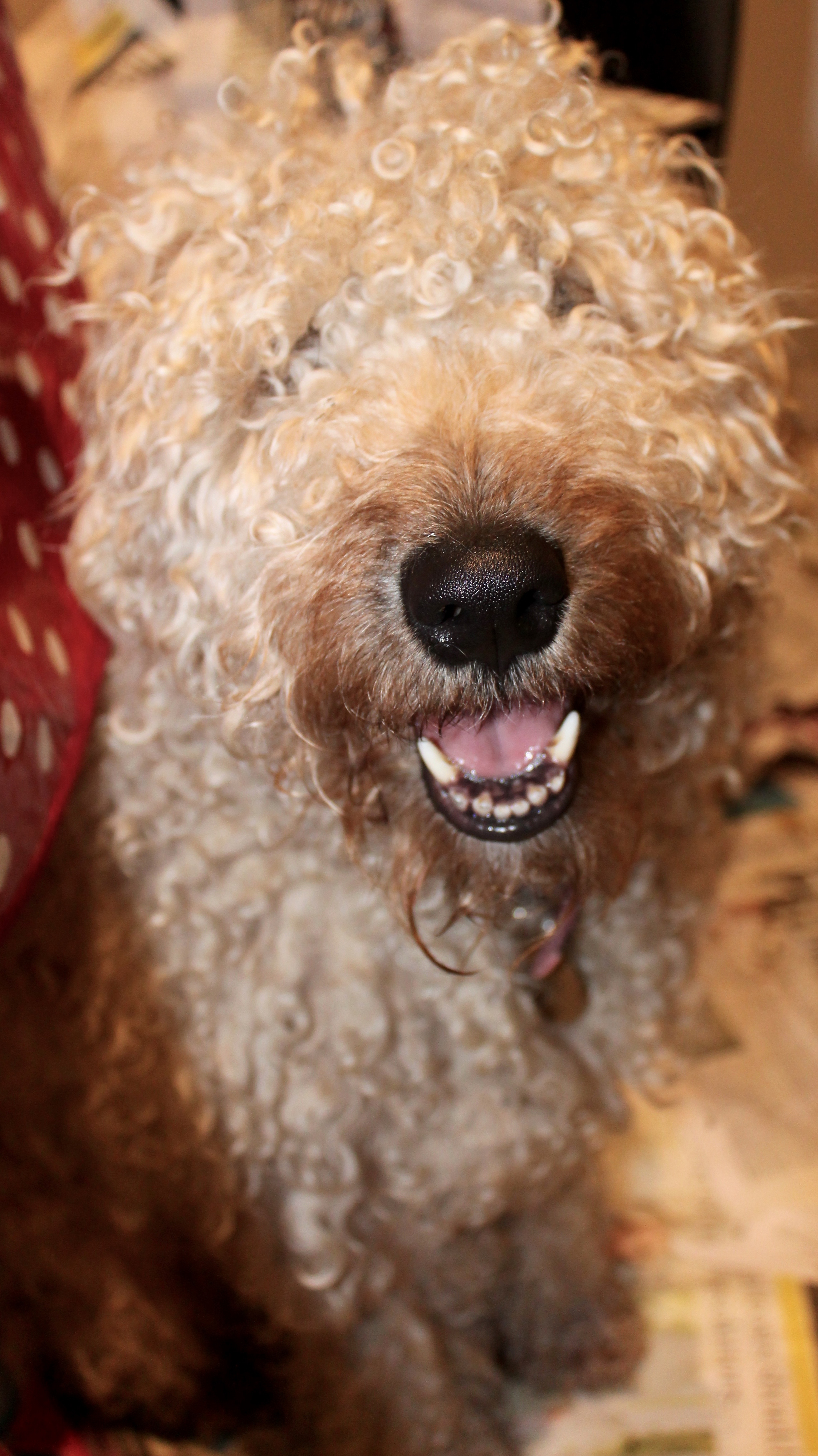 Irish Soft Coated Wheaten Terriers Ardnarhu Kennels Northern Ireland