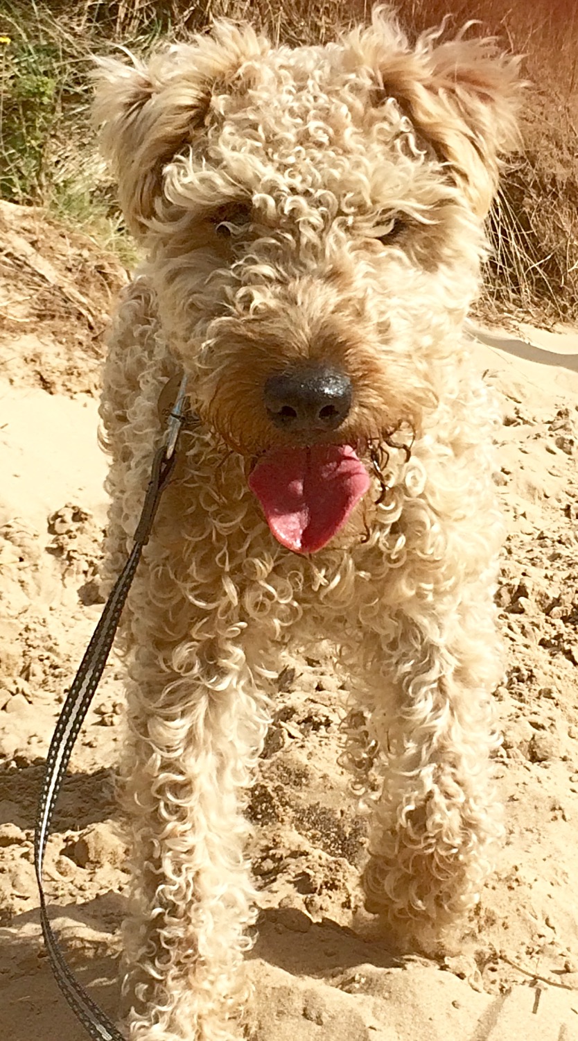 Irish Soft Coated Wheaten Terriers Ardnarhu Kennels Northern Ireland