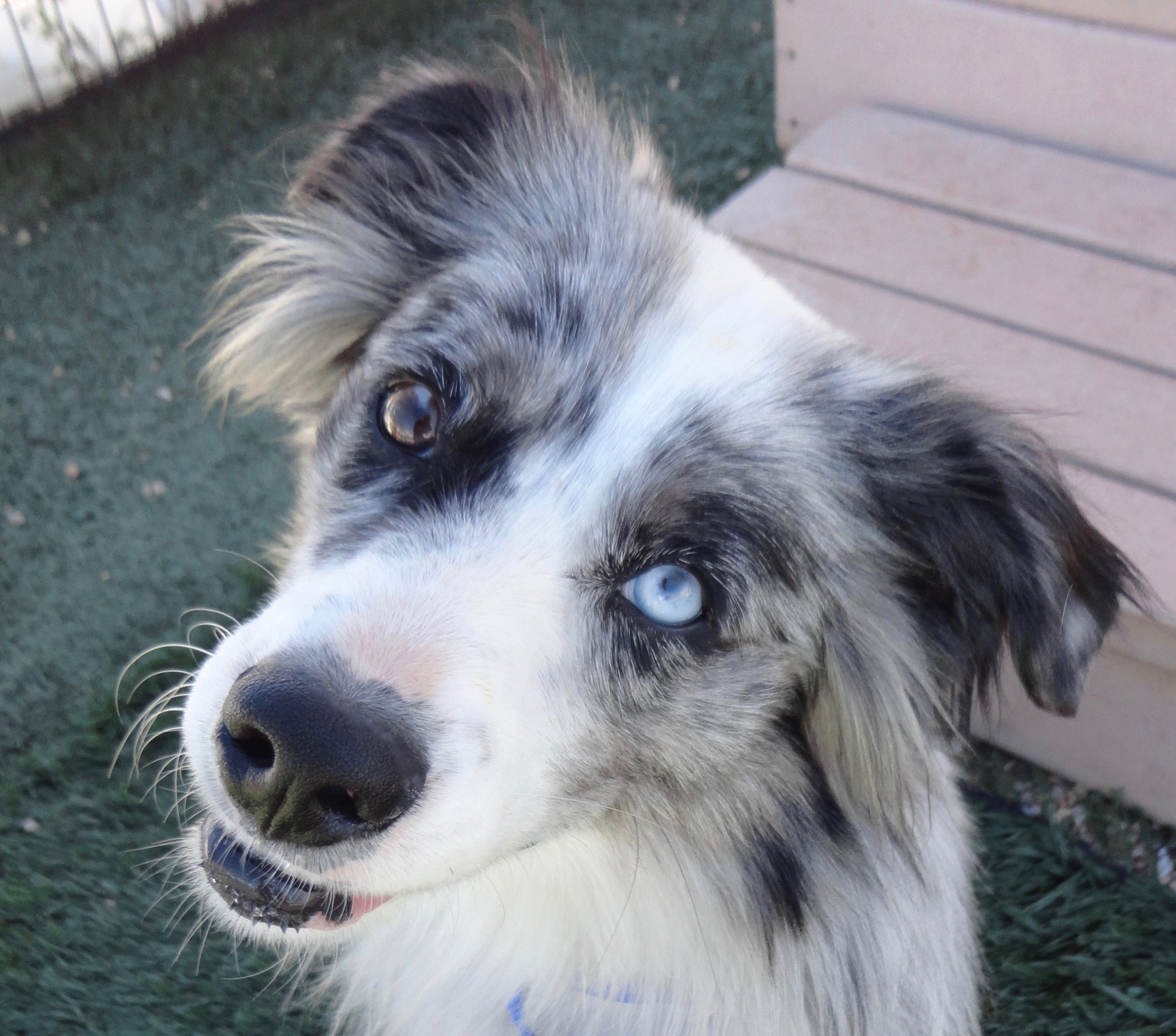 paw spa pet grooming