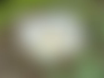 MAHALO TO THE ATHERTON FAMILY FOUNDATION - DECEMBER 2025