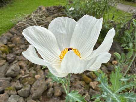 MAHALO TO THE ATHERTON FAMILY FOUNDATION - DECEMBER 2025