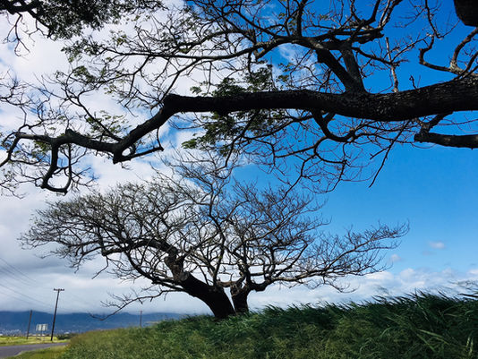 ATHERTON FAMILY FOUNDATION