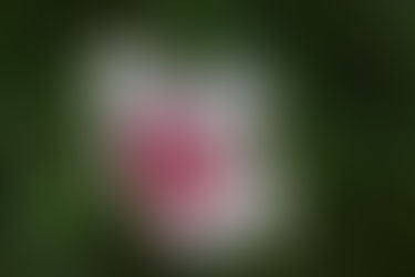 A BIG MAHALO TO HOWARD J. ETTINGER - DECEMBER 2025