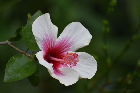 A BIG MAHALO TO HOWARD J. ETTINGER - DECEMBER 2025