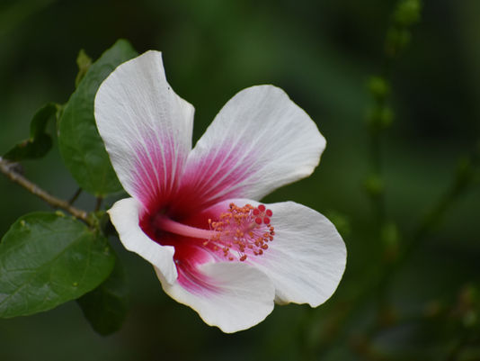 A BIG MAHALO TO HOWARD J. ETTINGER - DECEMBER 2025