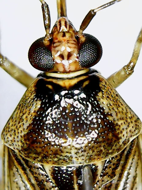 possibly Deracoris.jpg