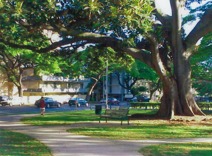 5. Punahou Square Park tree June 2023.jpg