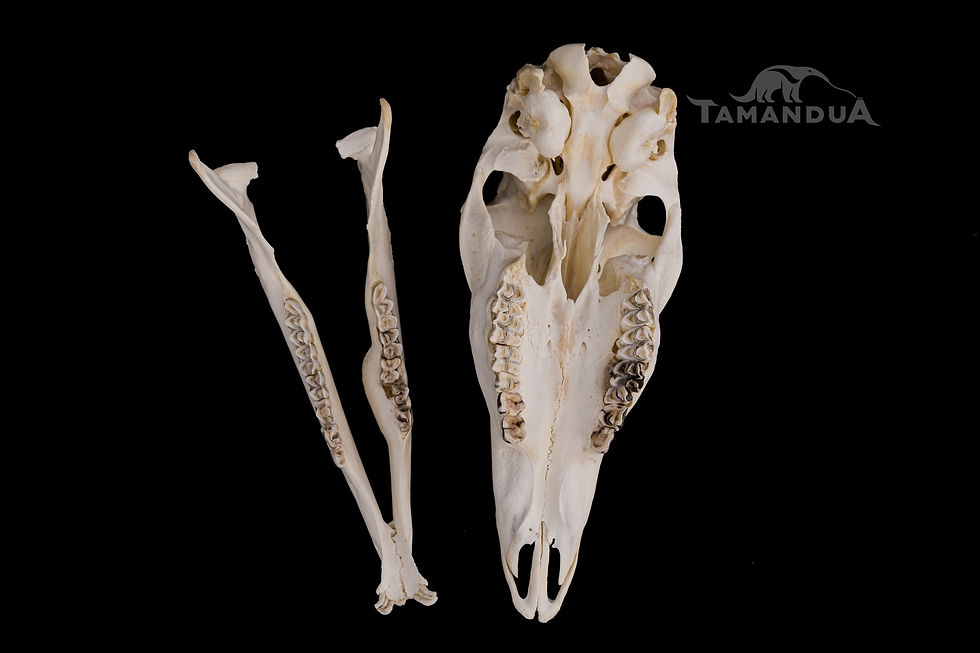 Thumbnail: Skeleton - West African Sitatunga