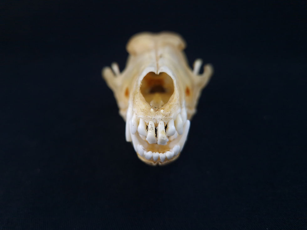 Miniatura: Skull - Black-backed Jackal