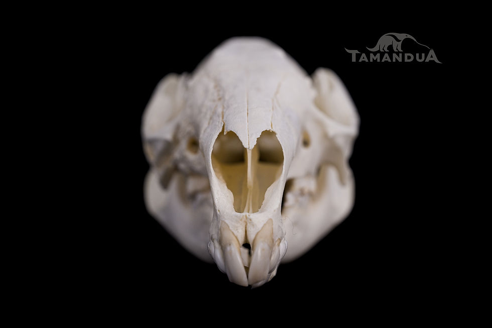 Miniatura: Skeleton - Red-necked Wallaby