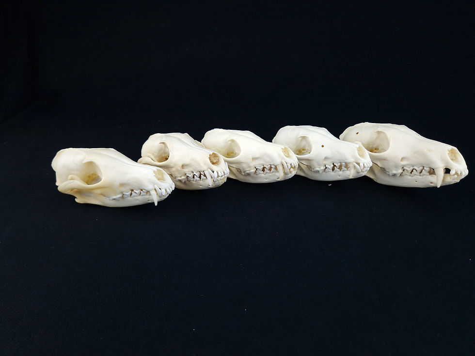 Thumbnail: 5× Skull - Red fox