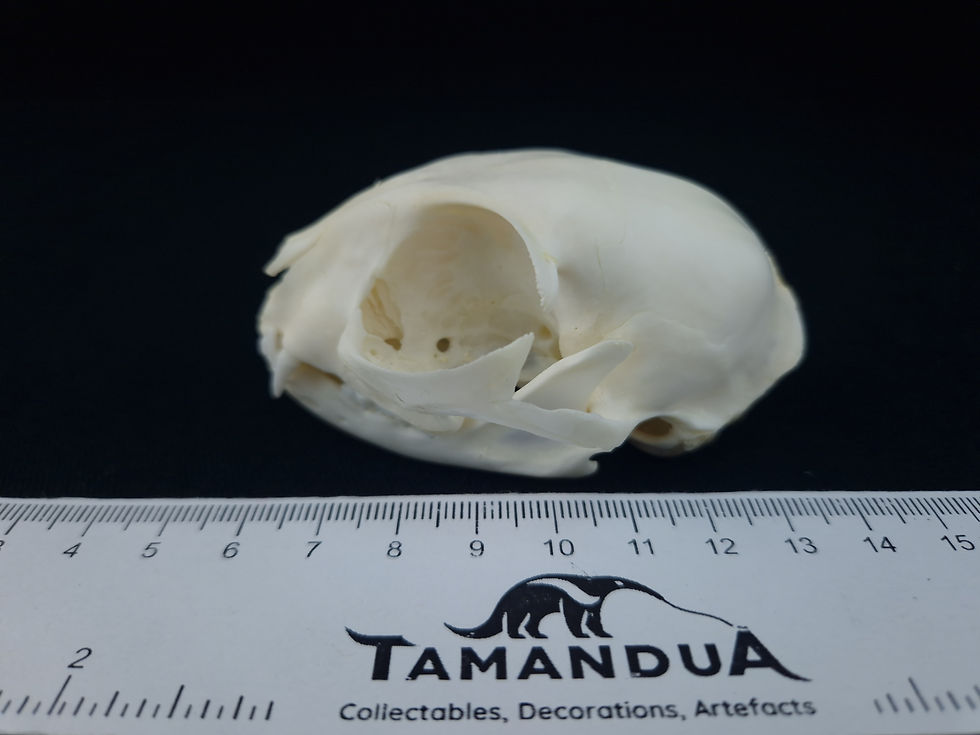 Miniatura: Skull - Domestic cat