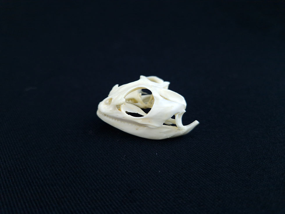 Thumbnail: Skeleton - Bearded Dragon