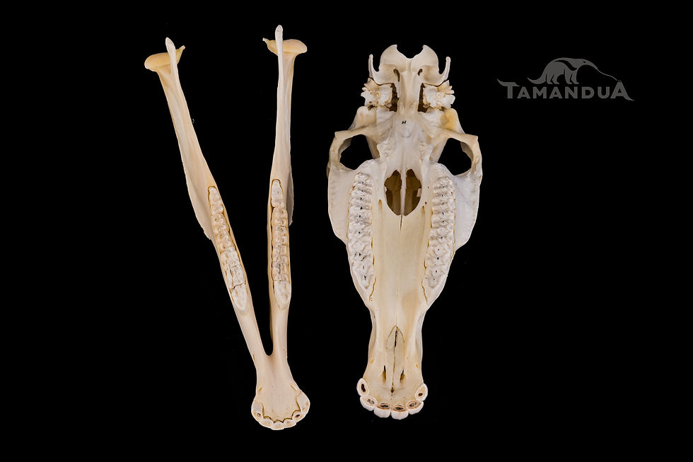 Thumbnail: Skull - Hartmann's Mountain Zebra
