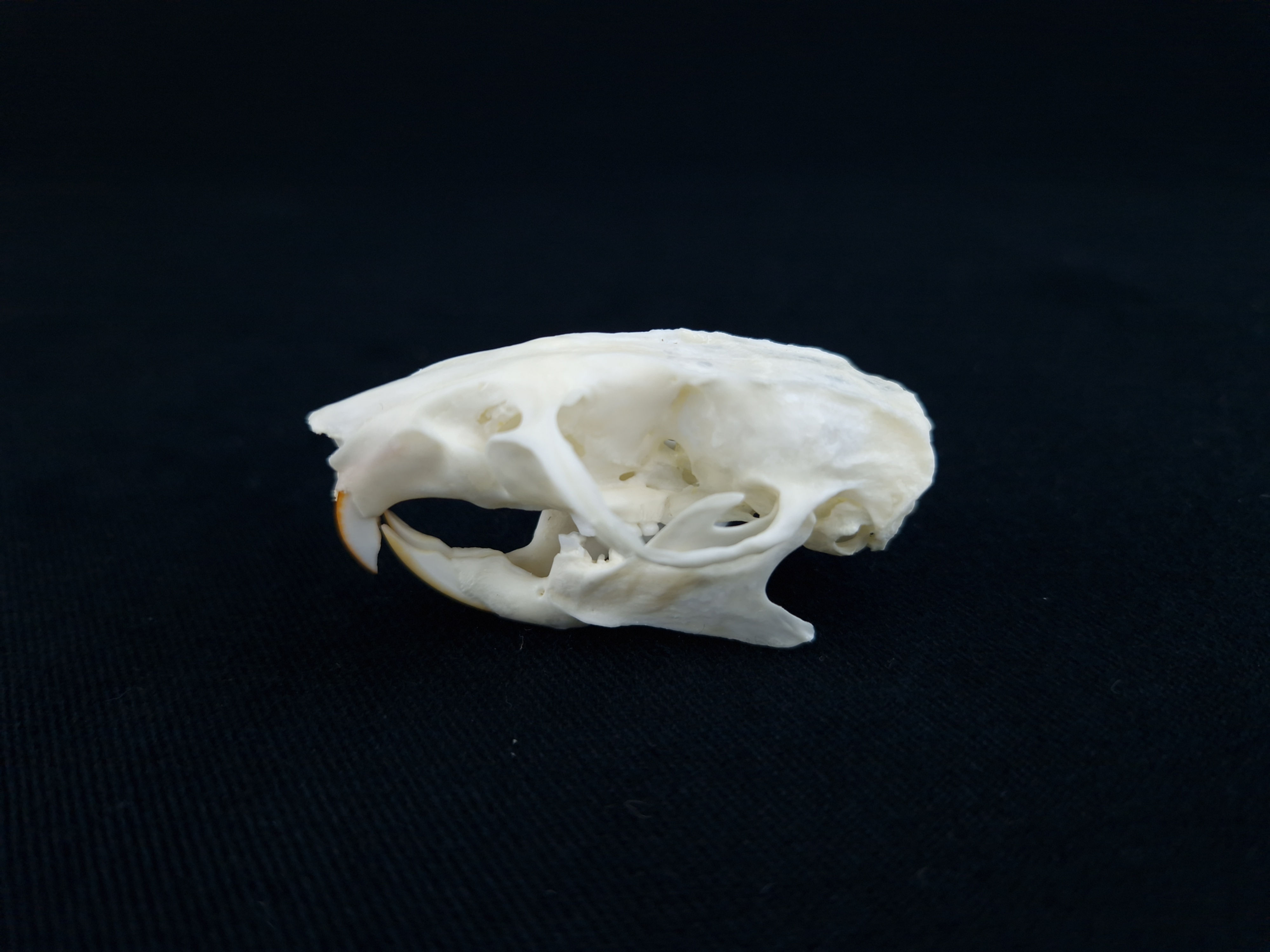 Skull - Brown Rat