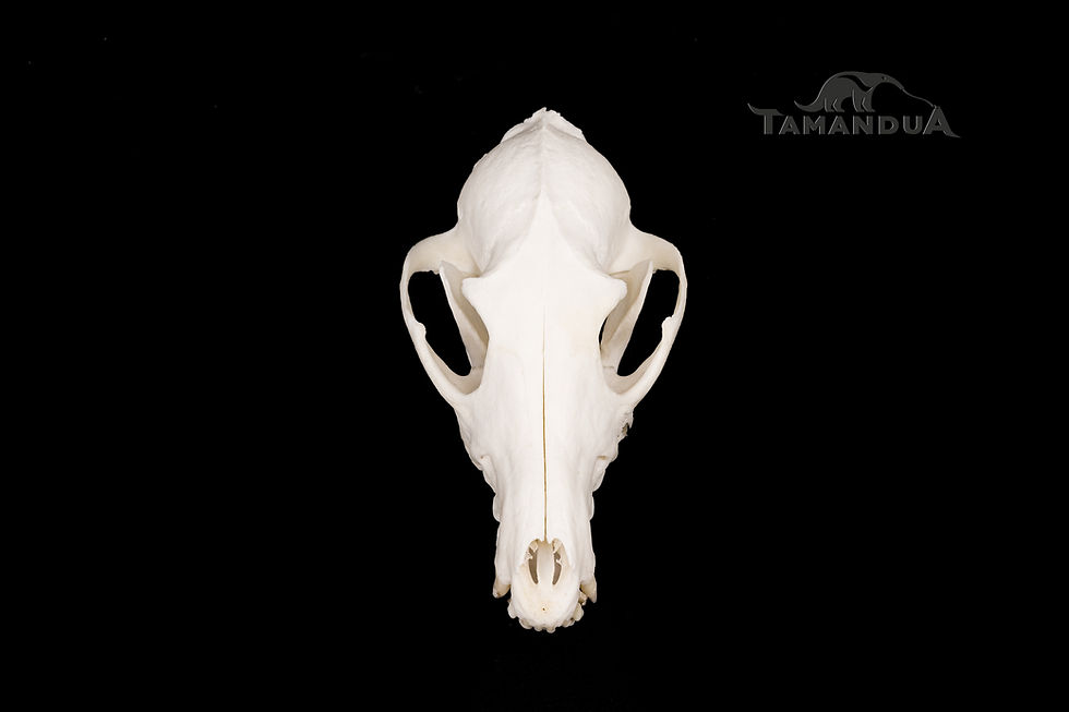 Thumbnail: Skeleton - Black-backed Jackal