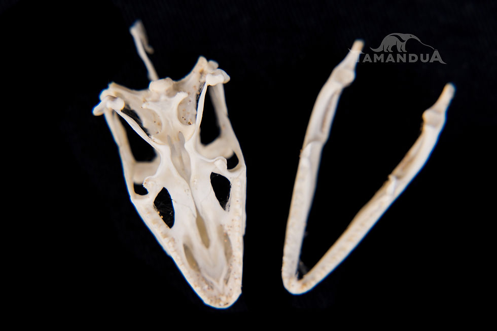 Miniatura: Skull - Green Basilisk
