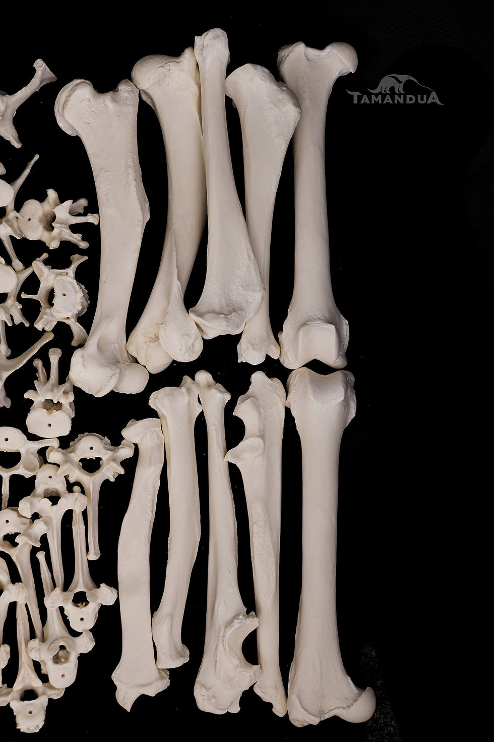 Miniatura: Skeleton - African Lion