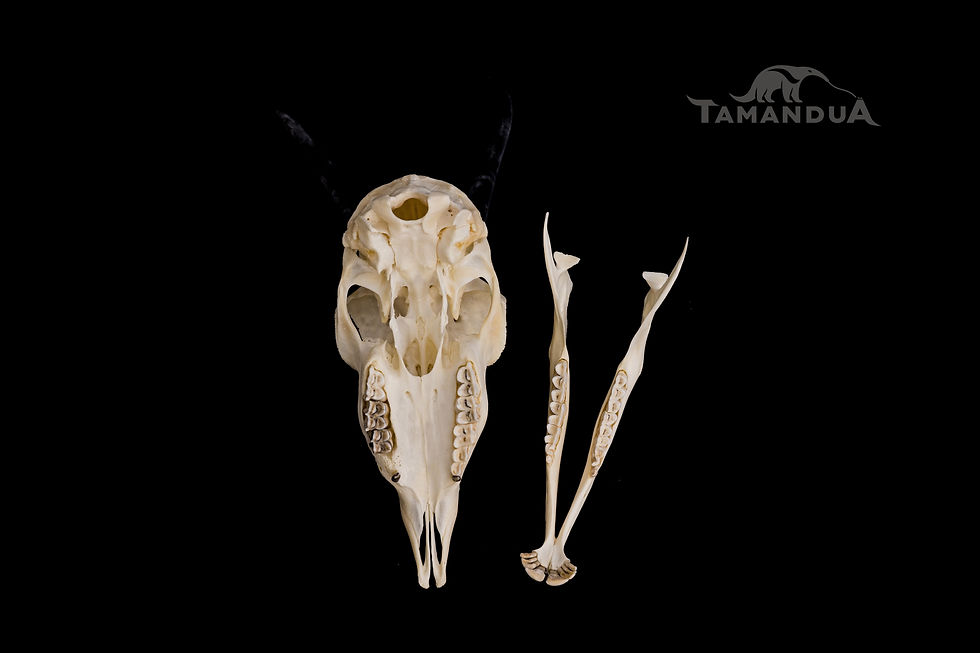 Thumbnail: Skeleton - Springbok