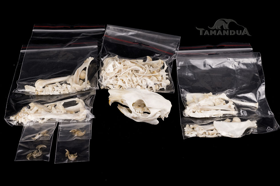 Thumbnail: Skeleton - Southern Luzon Giant Cloud Rat