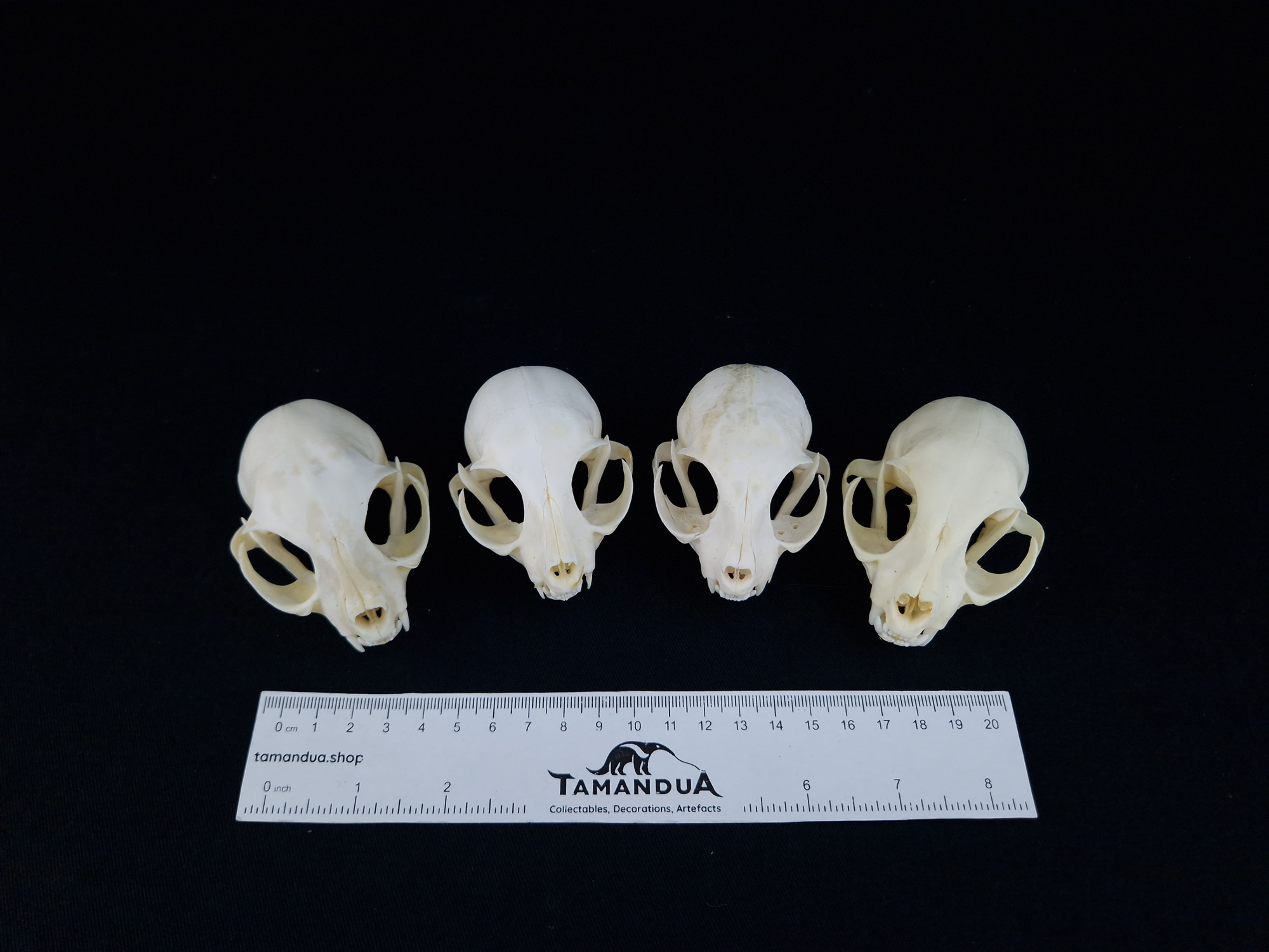 4× Skull - Domestic cat