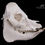 Miniatura: Skeleton - Domestic Pig