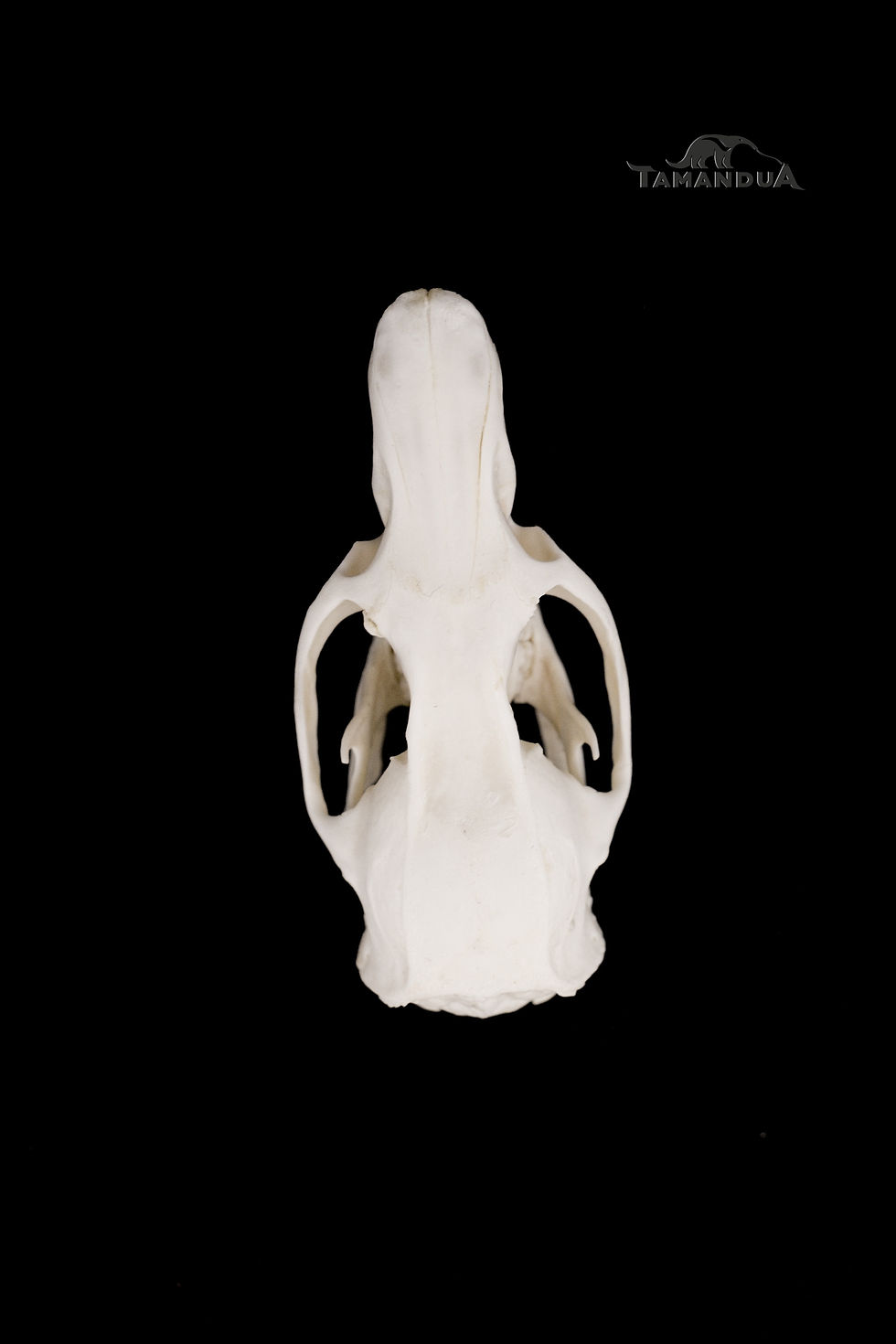 Thumbnail: Skeleton - Forest Giant Pouched Rat