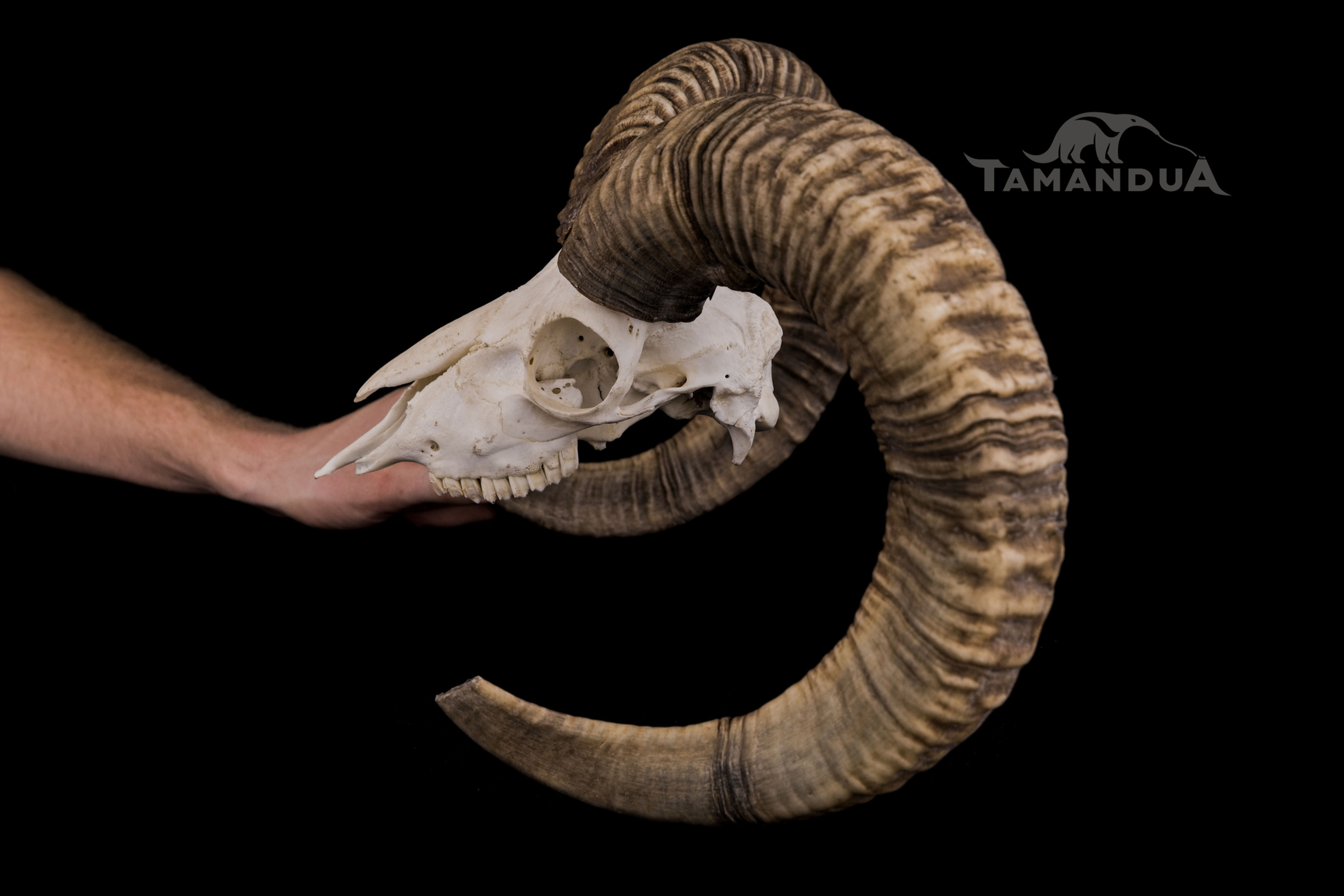 Skull - European mouflon