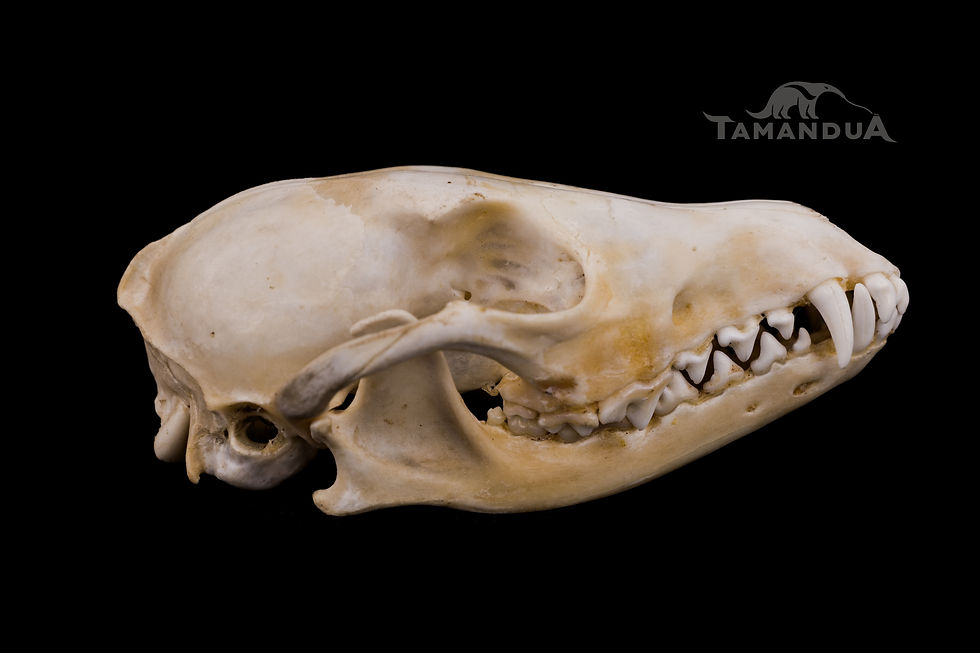 Miniatura: Skull - Side-striped Jackal