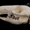 Thumbnail: Skeleton - Swamp Wallaby