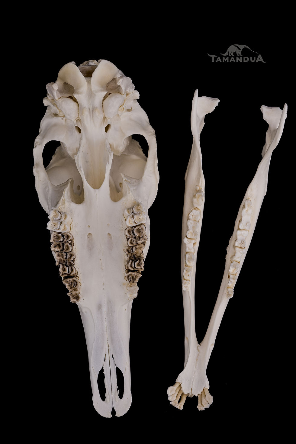 Thumbnail: Skeleton - Nilgai