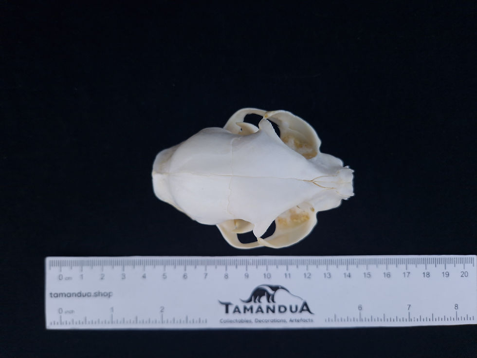 Thumbnail: Skull - Domestic cat