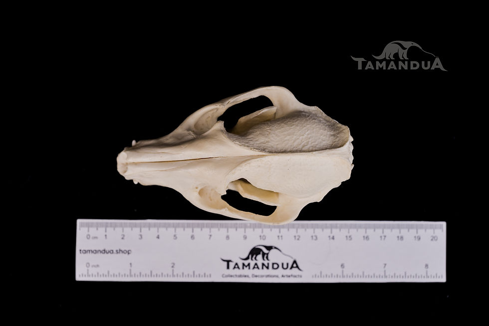 Thumbnail: Skull - Racoon Dog