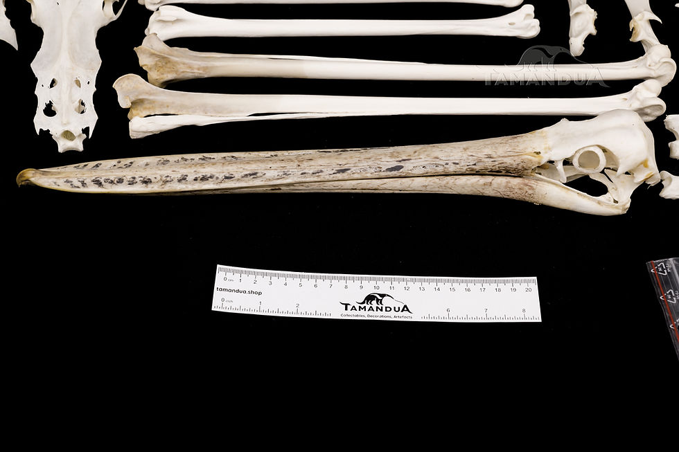 Miniatura: Skeleton - Spot-billed Pelican
