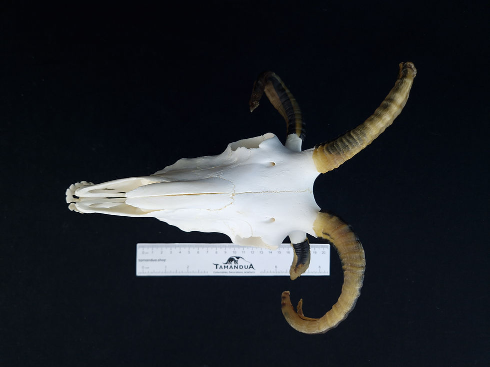 Thumbnail: Skull - Jacob Sheep