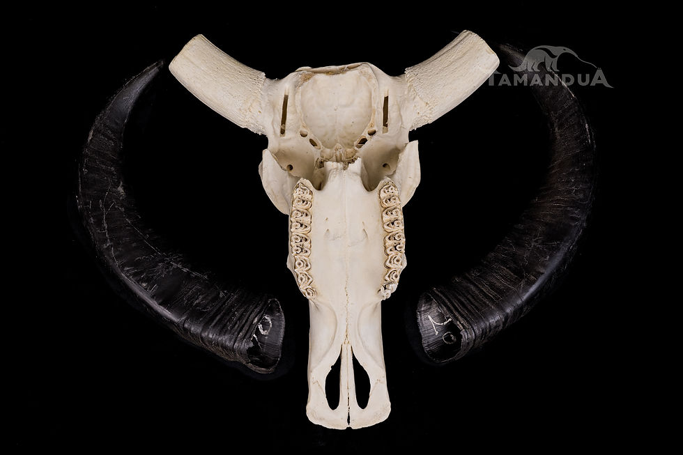 Thumbnail: Skull - Water Buffalo