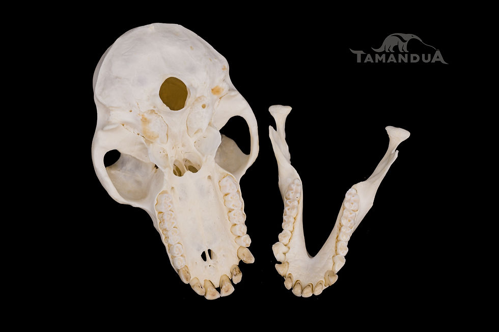 Thumbnail: Skeleton - Pig-tailed Macaque
