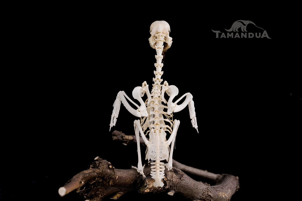 Miniatura: Skeleton - Crowned Hornbill