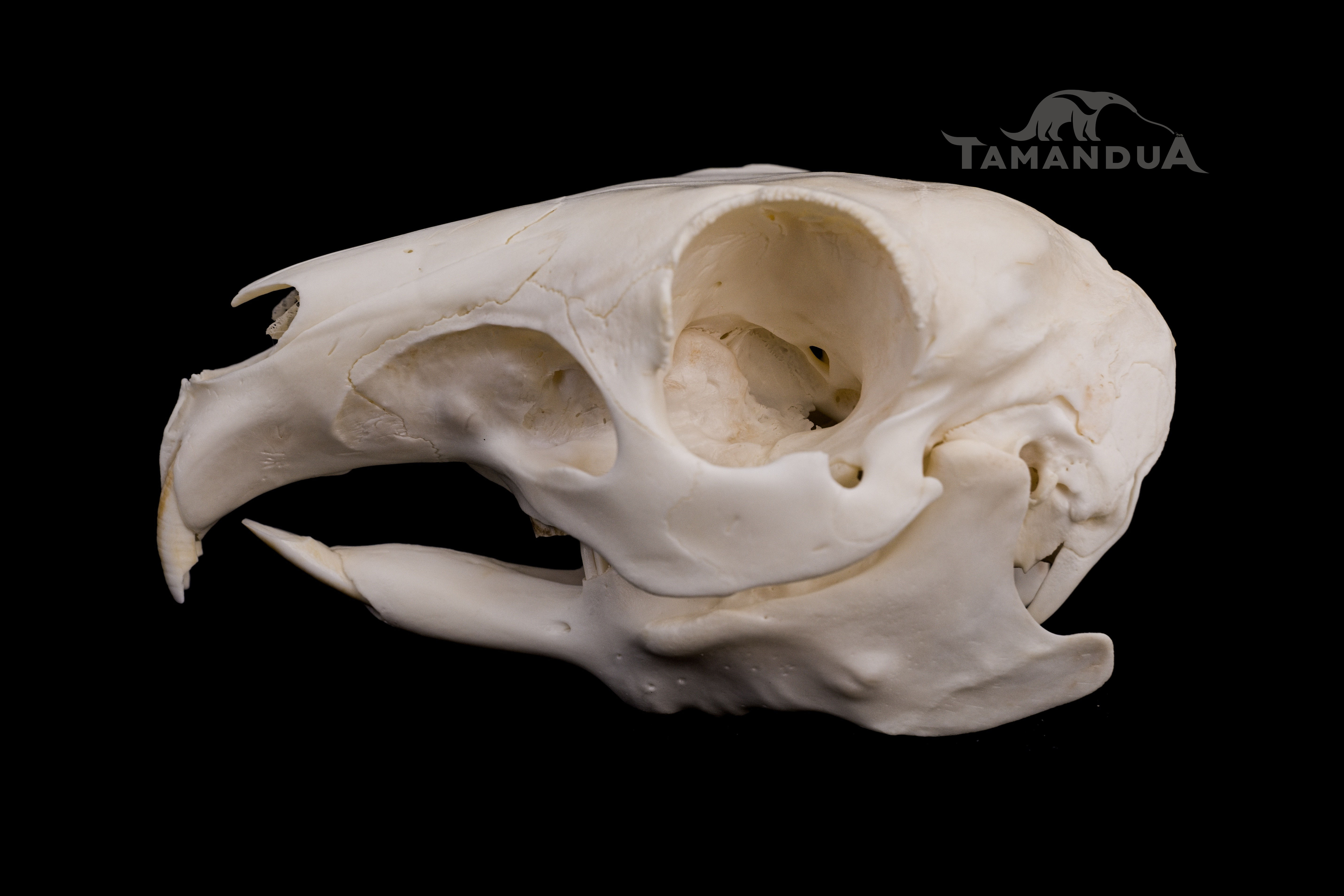 Skeleton - Patagonian Mara