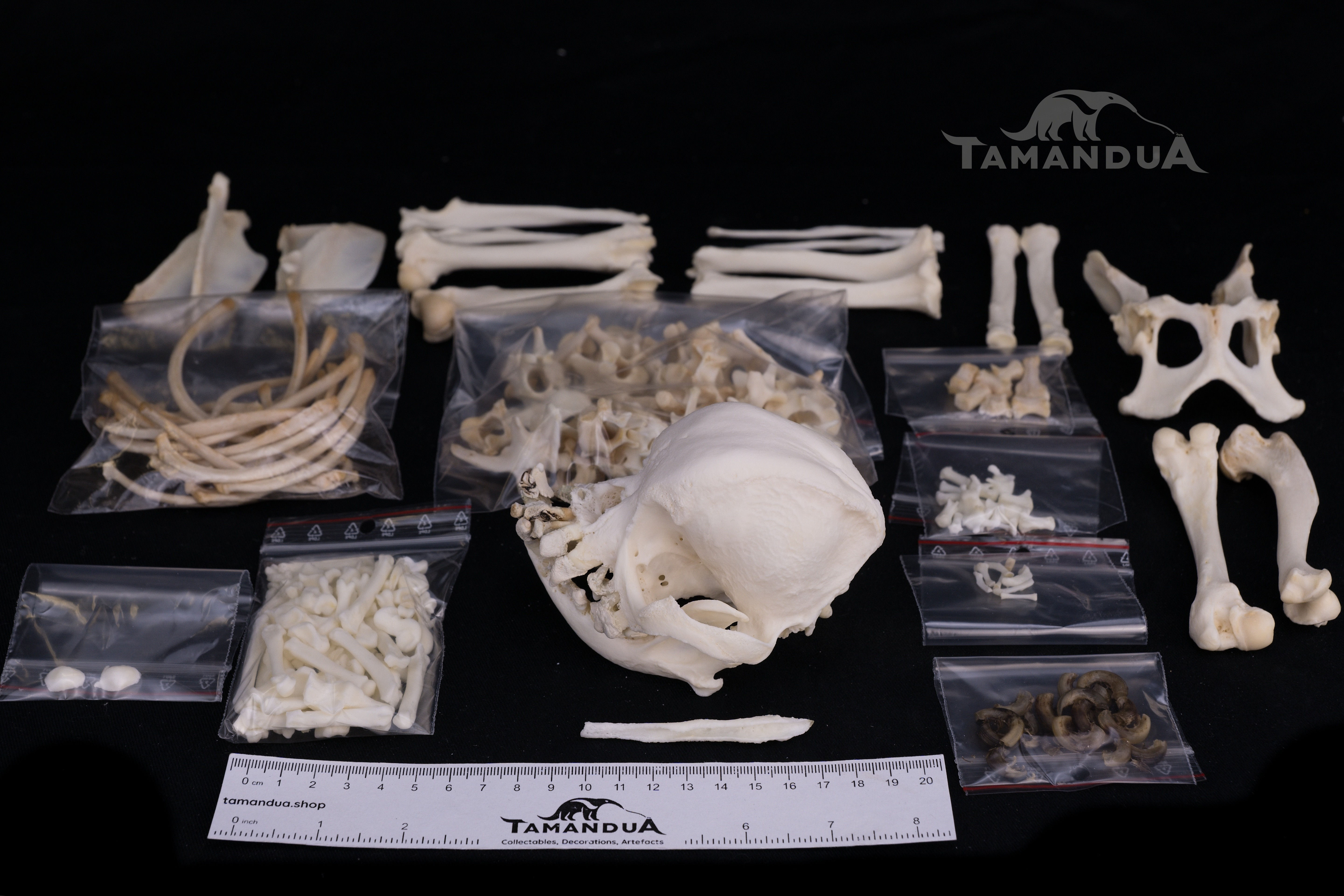 Skeleton - Domestic Dog