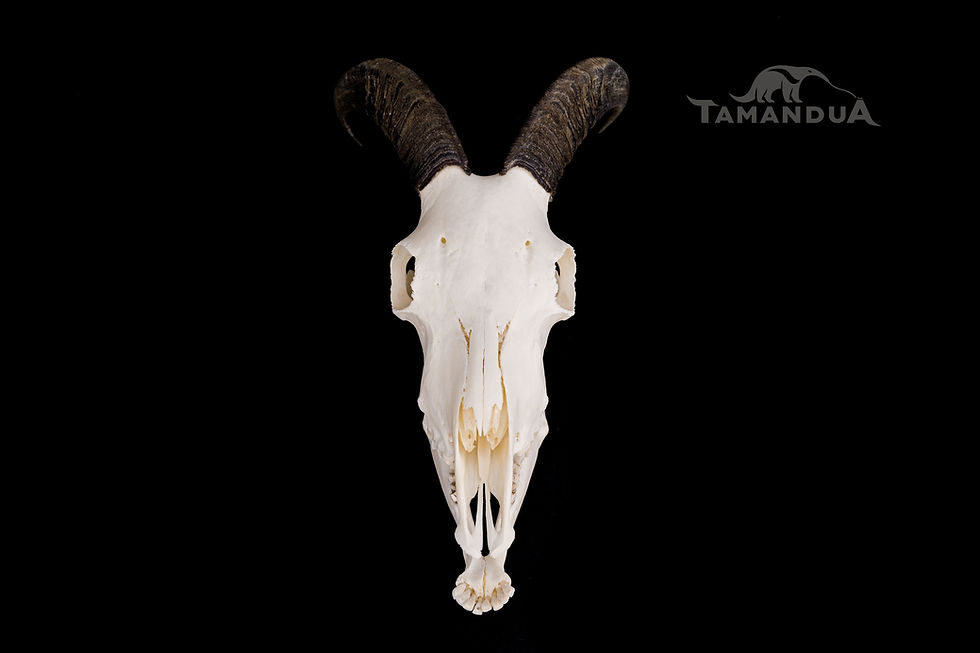 Thumbnail: Skeleton - Himalayan Tahr