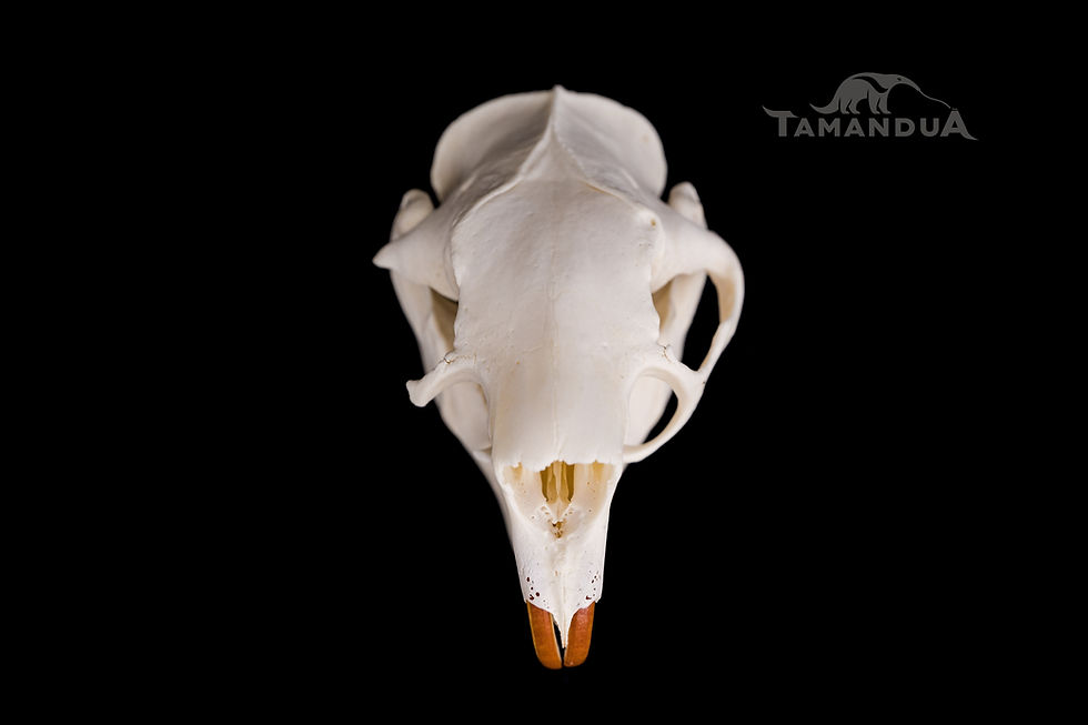 Thumbnail: Skeleton - North American Porcupine